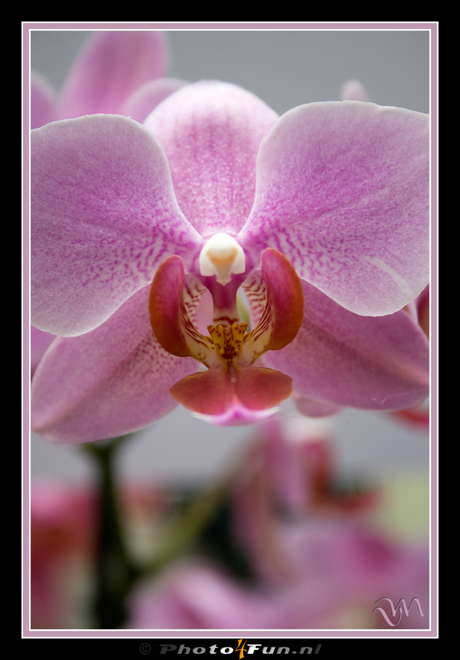 orchidee