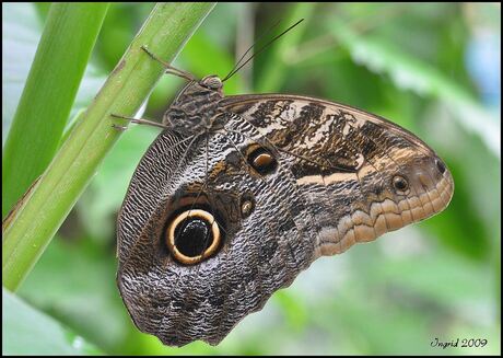 Caligo atreus