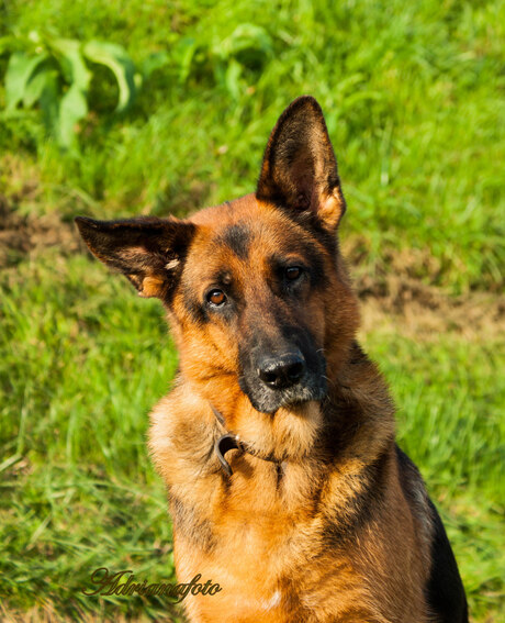 Trouwe honden ogen