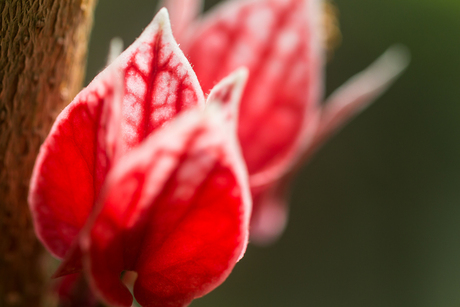 Veins of Life