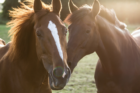 Paarden