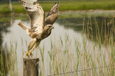 Buizerd.