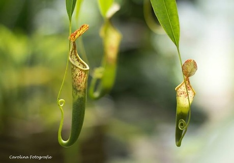 Botanischetuin