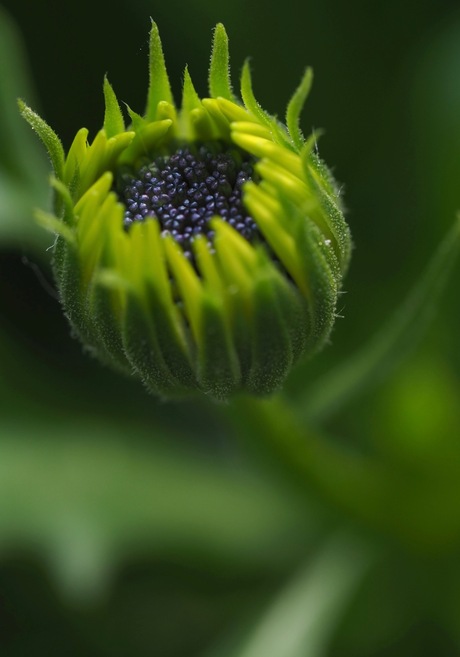 Spaanse Margriet in de knop