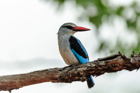 blauwwitte ijsvogel