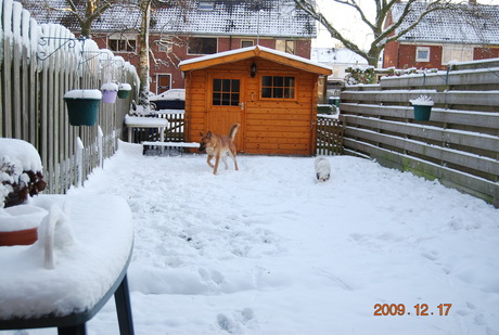 Renzo in de sneeuw