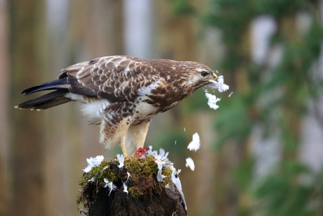 Hongerige buizerd