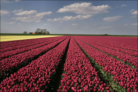 tulpen in Noord Groningen