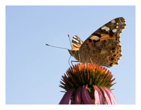 Vanessa cardui