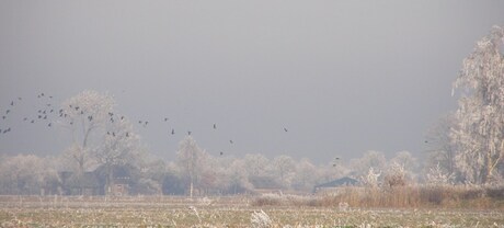 rijp aan de bomen