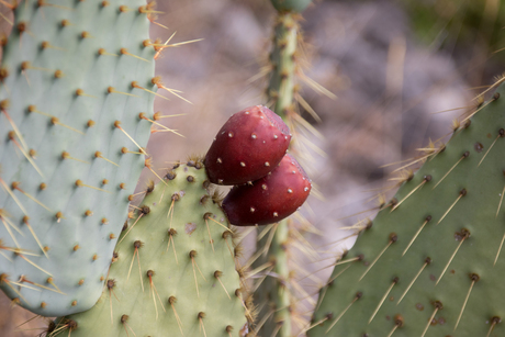 cactusvijgen