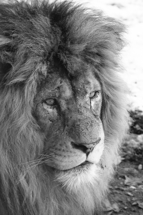 Leeuw in Burgers' Zoo