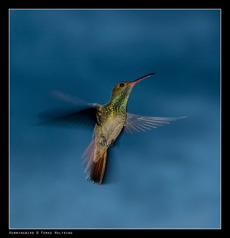 Helse hummingbird