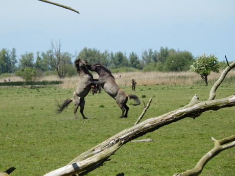 oostvaardersplassen