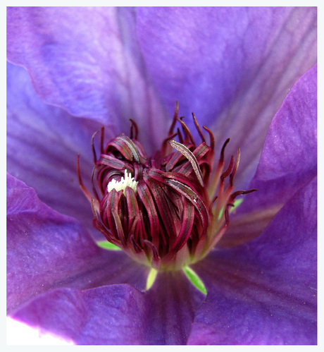 clematis 'the president'