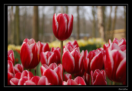 tulip