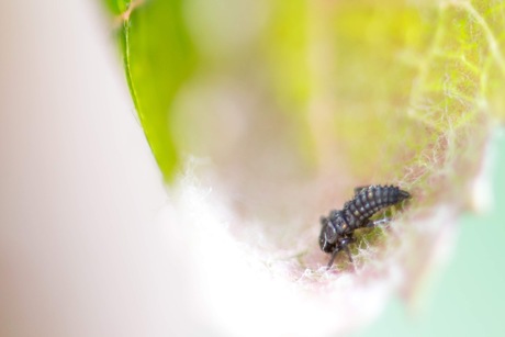 Baby lieveheersbeestje