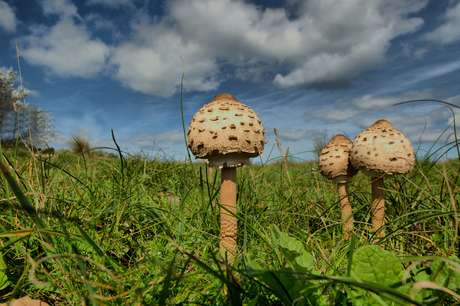 Grote Parasolzwammen HDR