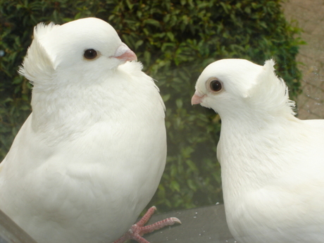 witte duifjes