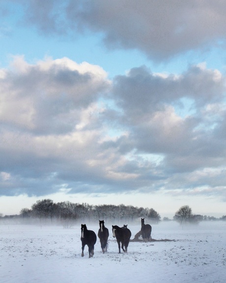 Horses in snowworld