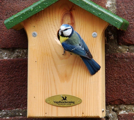 Pimpelmees thuis bij Vogelbescherming