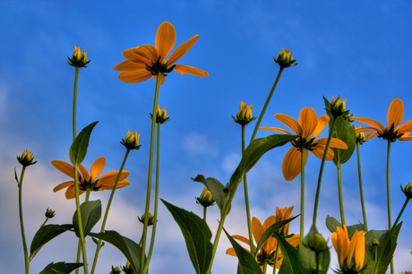 Yellow flowers in hdr