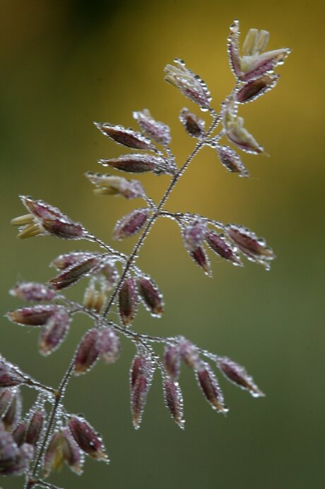 gras met dauwdruppels