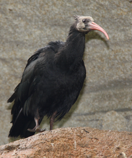 Waldrupp ibis