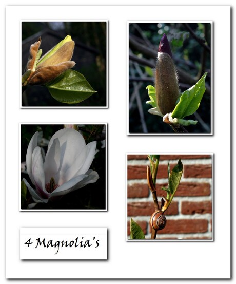 4 Magnolia's