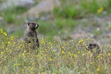 Marmot