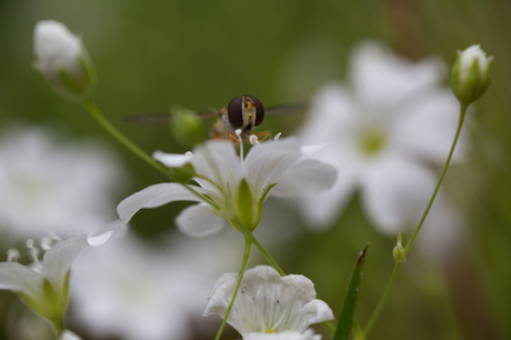 Sluipwesp op witte bloem