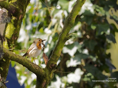 Roodborst