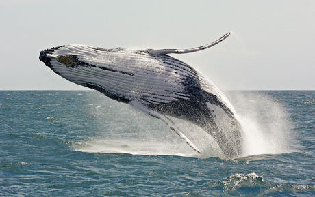 Springende bultrug walvis
