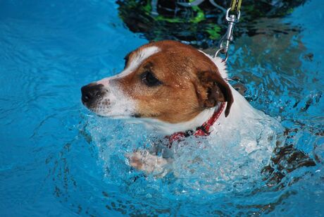 baas-hond zwemmen.jpg