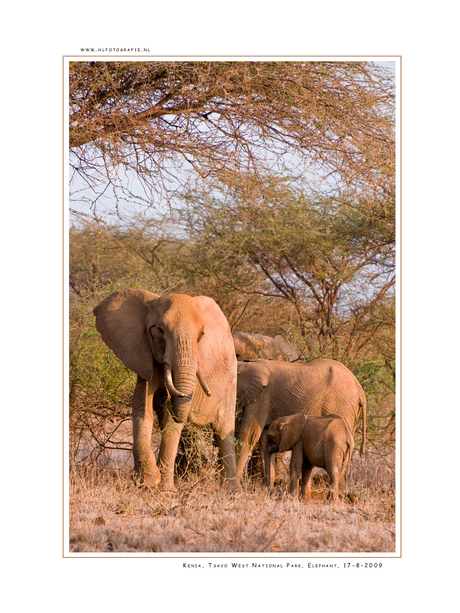 Elephant, Tsavo West NP
