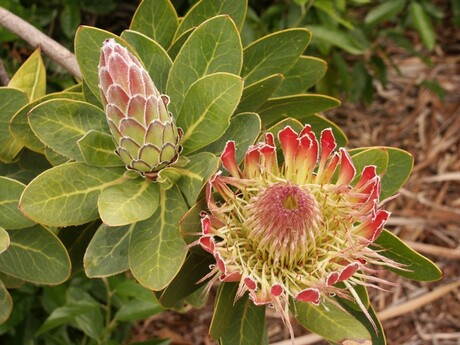 Protea in Zuid Afrika