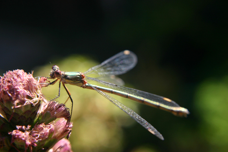 Libelle