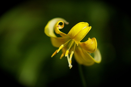 Bloem in de tuin