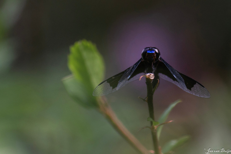 Lucia Widow (Palpopleura lucia)