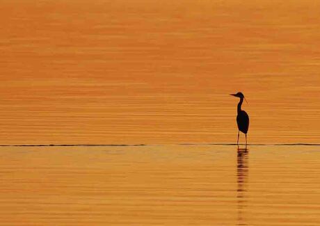 Reiger in tegenlicht