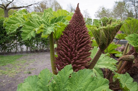 Gunnera Manicat