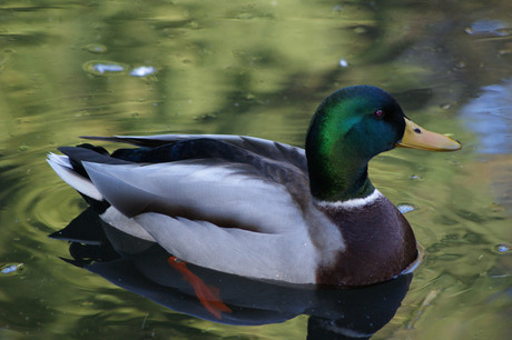 wilde eend in dierentuin