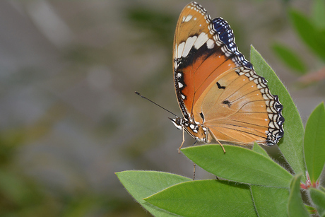 Anartia Amathea