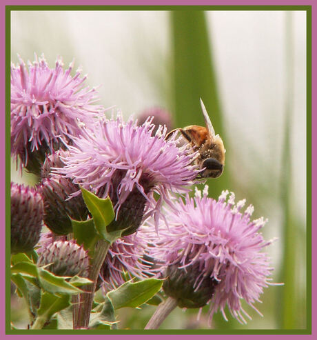 Distel en bij