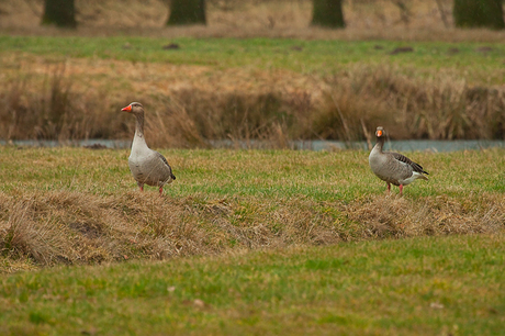 Ganzen in het groen