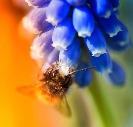 colorful spring