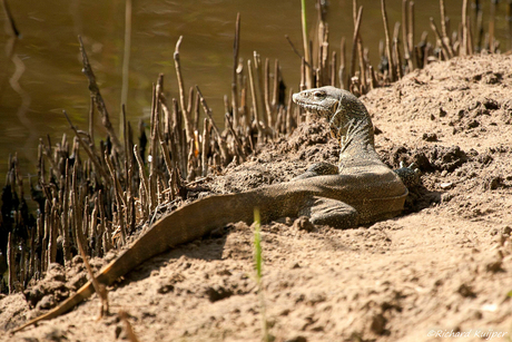 Steppevaraan (Varanus exanthematicus)