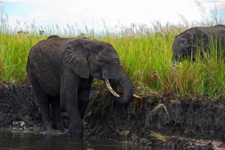 Afrikaanse Olifant.