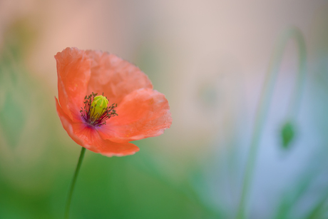 Klaproos uit de voortuin