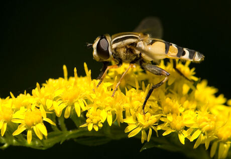 Insect -Macro